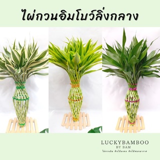 ไผ่กวนอิมโบว์ลิ่งกลาง สูง 45-50 cm