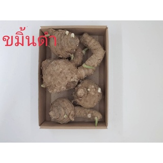 ขมิ้นดำ1เหง้า((L) มีสรรพคุณทางยา หัวขมิ้นดำ เหง้าขมิ้น สมุนไพร