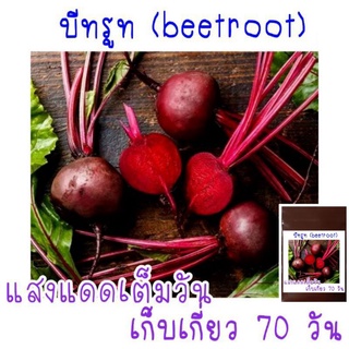 เมล็ดพัน​ธุ์​  บีทรูท​ Beetroot​ 30​ เมล็ด​