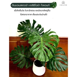 ต้นมอนสเตอร่า เดลิซิโอซ่า ไจแอนท์ (Monstera Deliciosa Monstera Giant) อายุ 2-3 ปี
