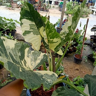 ❤️ (6/9/66) Alocasia Macrorrhizos ☘️ บอนกระดาษด่างขาว ☘️ บอนกระดาษด่างขาว เพาะจากไข่ ต้นแม่ในรูป 🌱 บอนสี ไม้ด่าง 🌱 [AM]