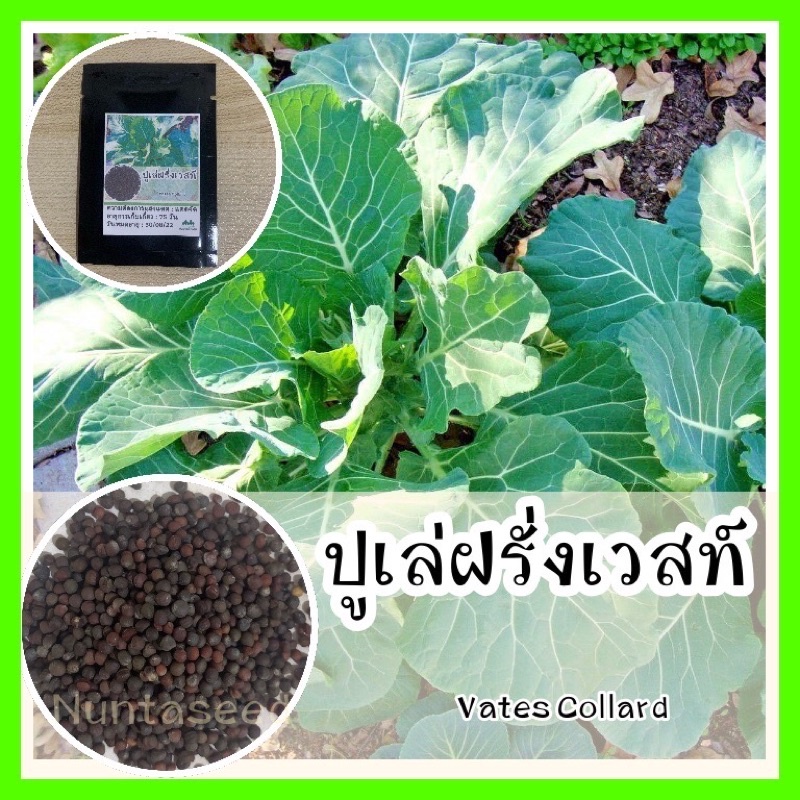 พร้อมส่ง รหัส 118 เมล็ดพันธุ์ OP แท้ ปูเล่ฝรั่งเวสท์ - Vates Collard ปลูกง่าย โตไว ทนแดดจัด คล้ายคะน้า เมล็ดปูเล่