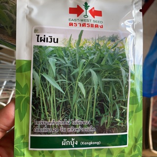 เมล็ดพันธ์ุผักบุ้ง ไผ่เงิน 300เมล็ด