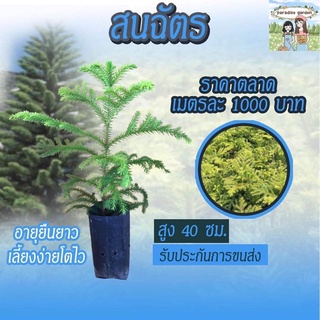 สนฉัตร สูง 40 ซม. อายุยืนยาวเลี้ยงง่ายโตไว ราคาตลาดเมตรละ1000฿