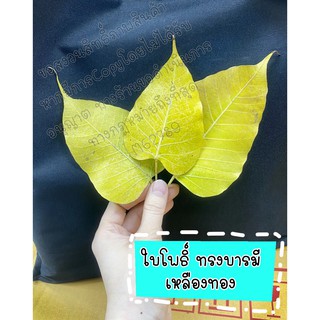 Pho leaves ใบโพธิ์ ทรงบารมี แท้ 100% (Thailand) ใบไม้ ใบโพ 河粉叶子 งาน premium