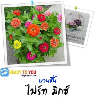 บานชื่น (Zinnia) ไฟร์ท มิกซ์  25 เมล็ด (จาก Homeandgardends)