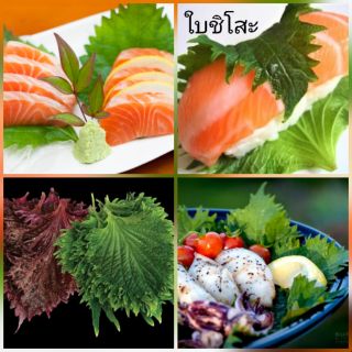 เมล็ดพันธุ์ ใบชิโสะเขียว และแดง 150เมล็ด