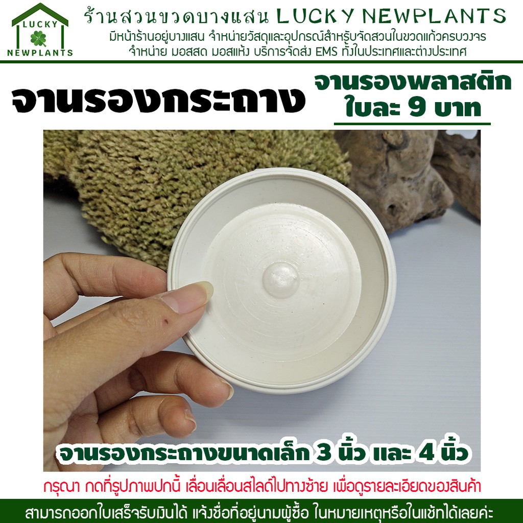 จานรองกระถาง จานรองพลาสติก สินค้าโปรโมชั่น แถมฟรี ตามเงื่อนไข คละสี