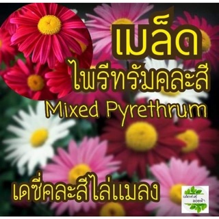 เมล็ดพันธุ์ ไพรีทรัม คละสี ดอกไม้ไล่แมลง 10 เมล็ด Mixed Pyrethrum เมล็ดแท้นำเข้าจากต่างประเทศ