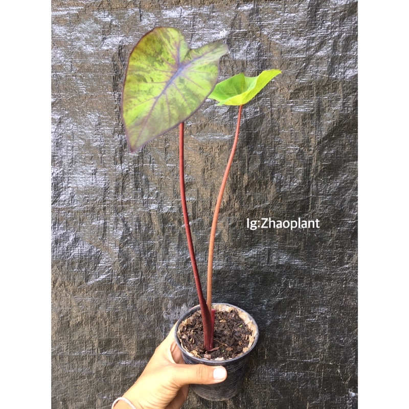 🌿 Colocasia esculenta Black Magic /โคโลคาเซีย แบล็คเมจิค