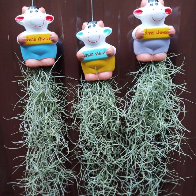 ตุ๊กตาเคราฤาษีร่ำรวยเงินทอง