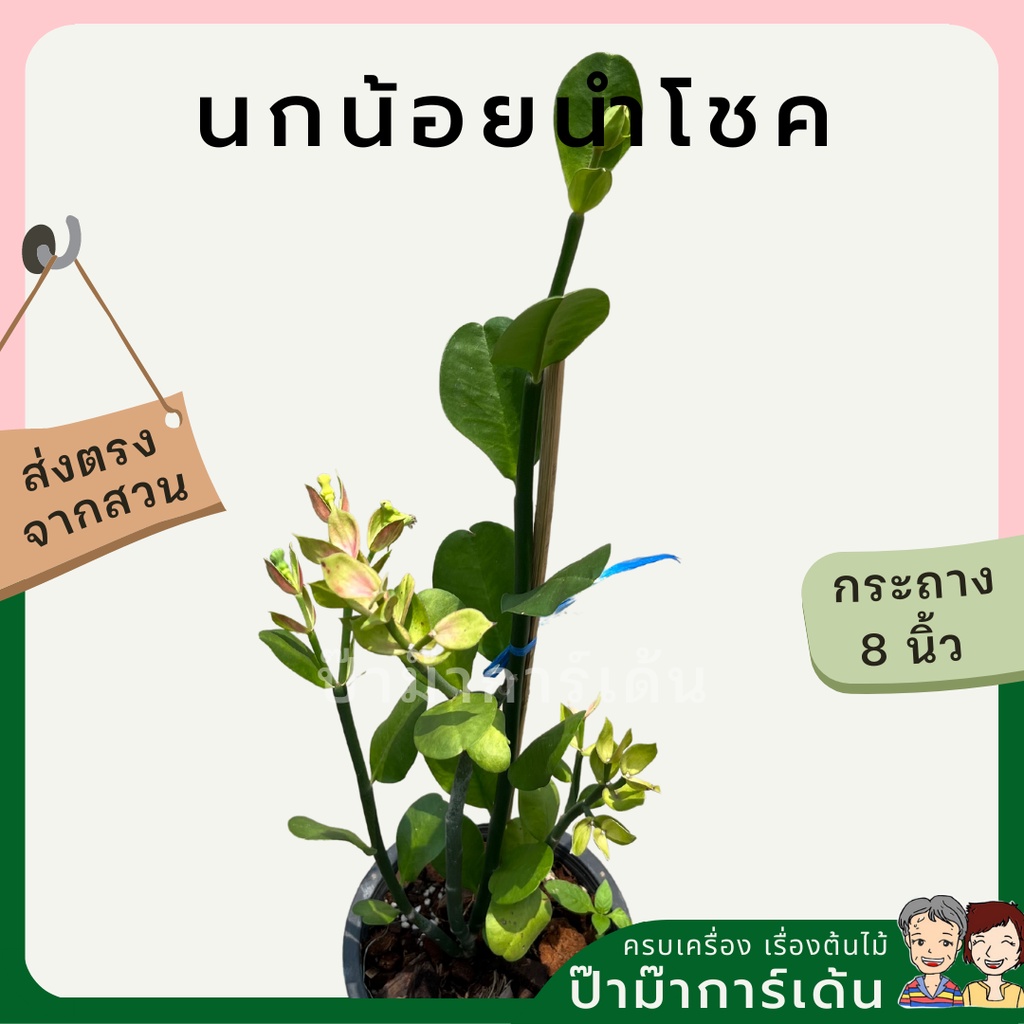 มุมมอง 5