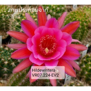 กระบองเพชรไม้นำเข้าออกดอกในไทยแล้ว cactus หน่อเด็ดสด Hildewintera VR07.224 - EV02 ดอกสีชมพูกำมะหยี่ ขนาด 3 ซม. ขึ้นไป