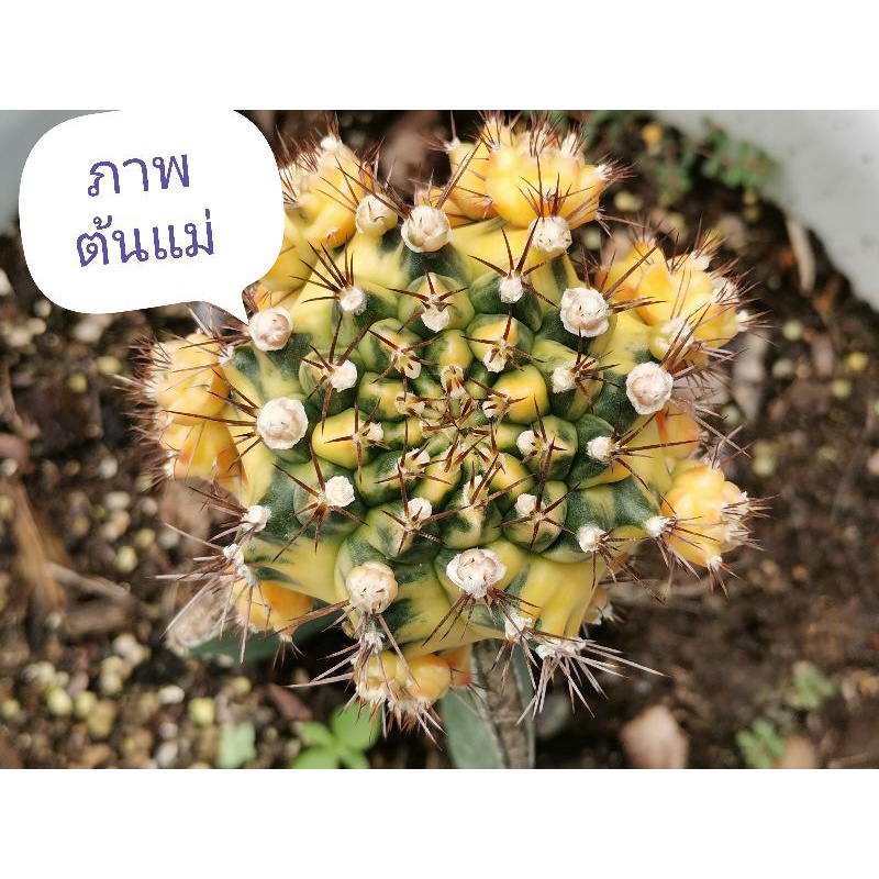 01- Pirate king 🏴‍☠️ไม้กราฟ 1 ต้น🏴‍☠️ Gymnocalycium Cactus ไพเรทคิง ยิมโน แคคตัส กระบองเพชร ไม้อวบน้ำ ไม้กราฟ ราคาถูก​