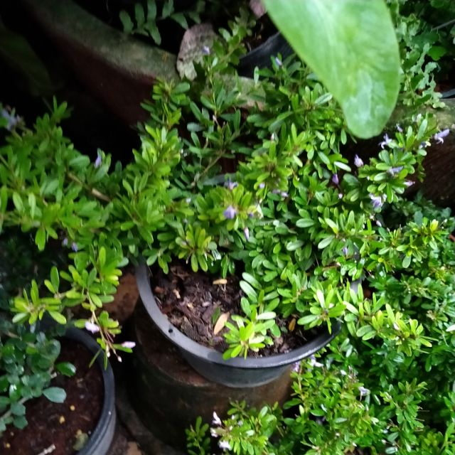 My Image 25