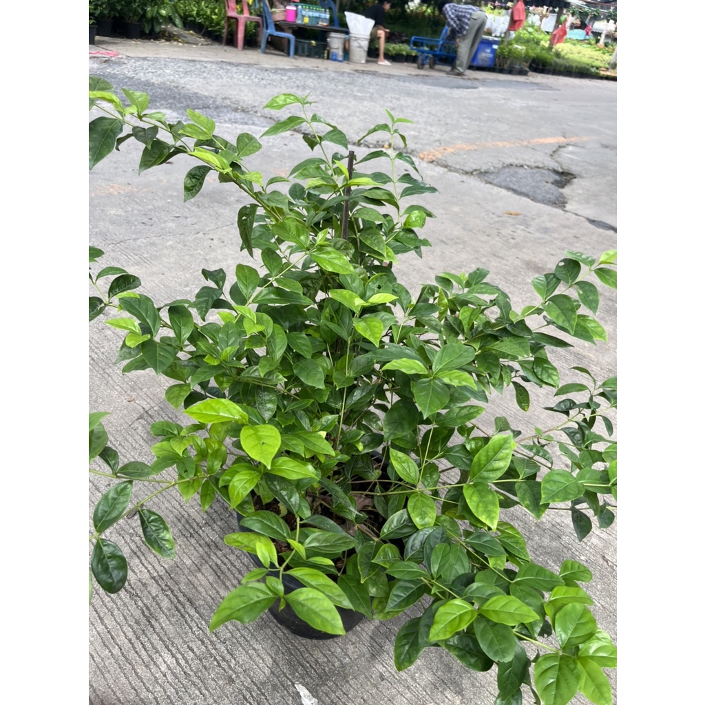 มุมมอง 2