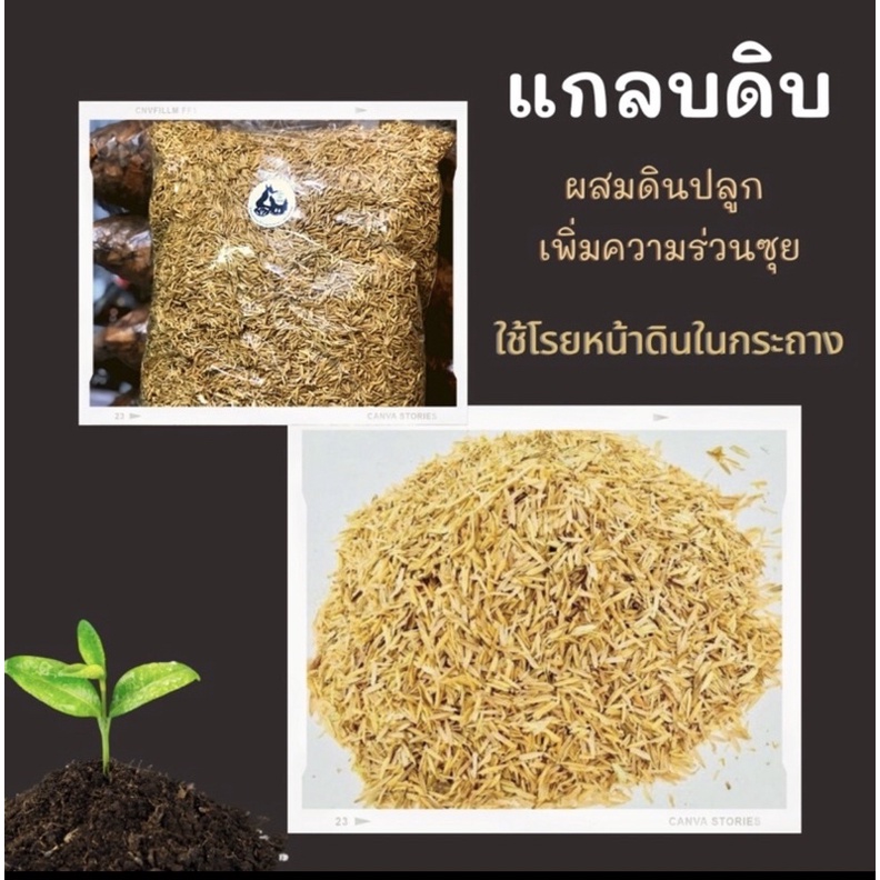 แกลบดิบ 100 เปอร์เซ็น คัดคุณภาพอย่างดี แกลบดิบช่วยให้ดินมีธาตุอาหารเพียงพอต่อพืช