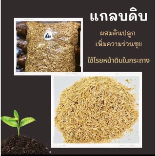 แกลบดิบ 100 เปอร์เซ็น คัดคุณภาพอย่างดี แกลบดิบช่วยให้ดินมีธา…