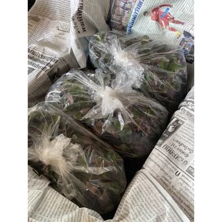 🍃หญ้าไผ่น้ำพร้อมส่ง🍃 ตัดยอดสด ติดราก ปลอดสารเคมี นำไปต้มดื่มได้ทันที