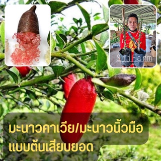 พร้อมจัดส่ง เรดเชมเปญ (Red Champagne) ต้นมะนาวคาเวียร์ (มะนาวนิ้วมือ ) 1 ต้น ต้นเสียบยอด สูงประมาณ 30 ซม.ขึ้นไป