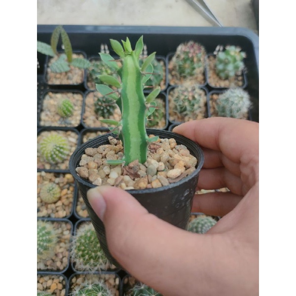 ยูโฟเบียด่างกลางตัว Euphorbia somalia hordio
