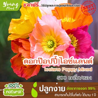 เมล็ดดอกป๊อปปี้ไอซ์แลนด์ 500เมล็ด อัตราการงอก95% (แถมฟรี!!! เมล็ดผักกวางตุ้ง500 เม็ด)