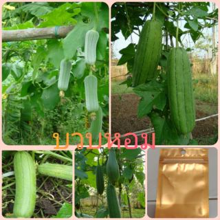 เมล็ดพันธุ์บวบหอม ซื้อ3ซอง แถมฟรี 1 ซอง