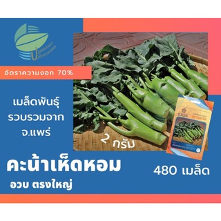 คะน้าเห็ดหอม (Kale Mushroom)