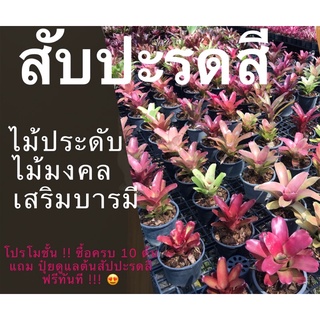 สับปะรดสี ไม้ประดับ ไม้มงคล ไม้เสริมบารมี ขนาดต้นกระถาง 4 นิ้ว ต้นไม้สวยงาม