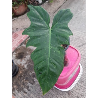 ฟิโลพลูจีบลายเมฆ Philodendron minarum &amp; Painted Lady ไม้วางข้อ