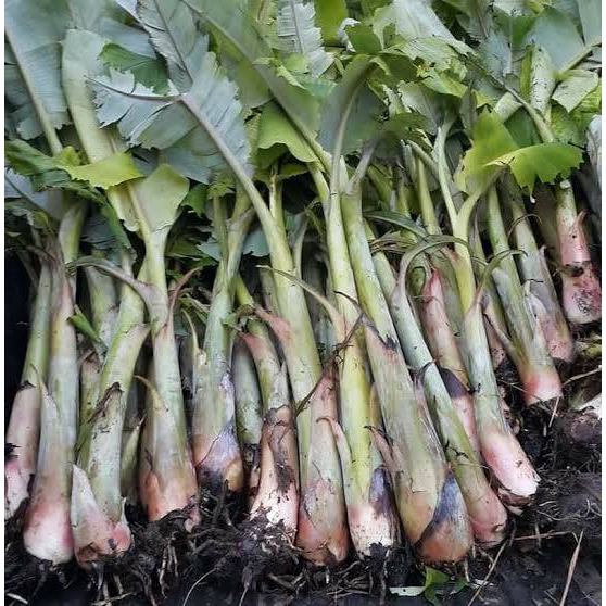 ต้นกล้วยหิน (1 ต้น/แพ็ค) กล้วยพันธุ์ใหญ่ยักษ์ เนื้อแน่นรสหวาน แปรรูปได้หลากหลาย ลำต้นสูง 40-60 ซ.ม. - รูปที่ 7