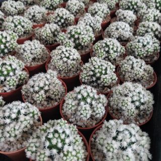 กระบองเพชร แคคตัส (Cactus) สโนว์แคป/Snowcap (Mammillaria gracilis arizona snow) จัดส่งทั้งกระถาง 2/20/20