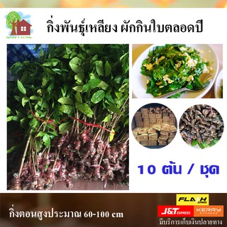 10กิ่ง!! คุ้ม!! พันธุ์ยอดเขลียง ผักเหลียงผัดไข่ กินได้ตลอดปี