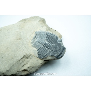 [อายุกว่า 505 ล้านปี!!!] #50 ฟอสซิล ไทรโลไบต์ Elrathia Kingi Trilobite ของแท้ ขนาดเล็ก บน Matrix จาก USA