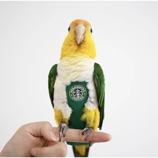 ชุดนกแก้ว Starbucks / Parrotbucks ผ้าอ้อม สําหรับนกแก้ว