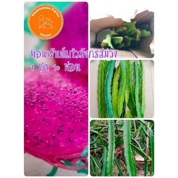 #แก้วมังกร#แก้วมังกรสีม่วง#ท่อนพันธ์แก้วมังกรสีม่วงเลือกจำนวนท่อนตามต้องการได้เลยค่ะ