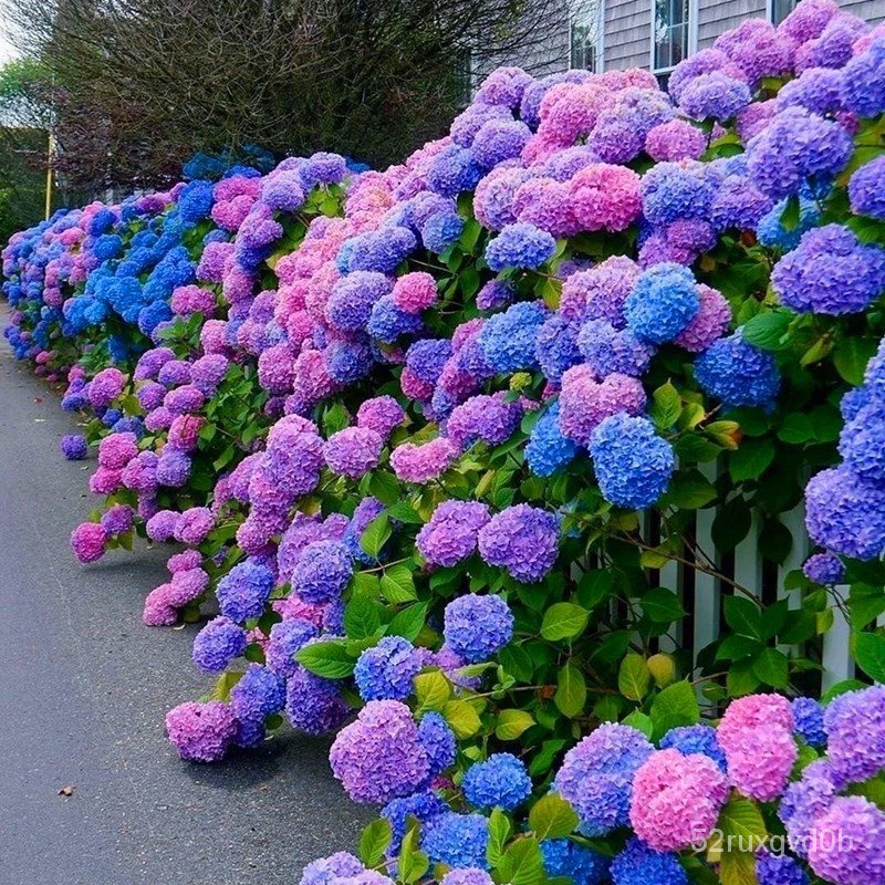 Fast Grow Color Mixing 50pcsbag Hydrangea Flower Seeds Hydrangea Plant ...