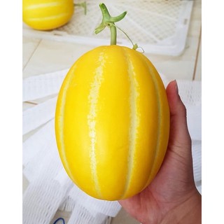 เมล็ดพันธุ์ เมล่อน ชาแมร์ เกาหลี (Chamoe Korean Melon) บรรจุ 5เมล็ด เป็นเมล่อนเกาหลี เนื้อสีขาวหวานกรอบ ปลูกง่าย รสชาติดี