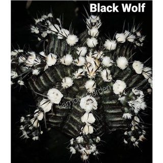 หน่อเด็ดสดแคคตัสยิมโน (Gymno) "Black Wolf" สวยๆ