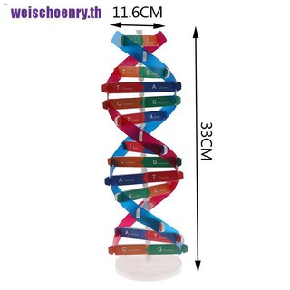 weischoenry human genes dna โมเดลตุ๊กตาของเล่นสําหรับเด็กเพื่อการศึกษา