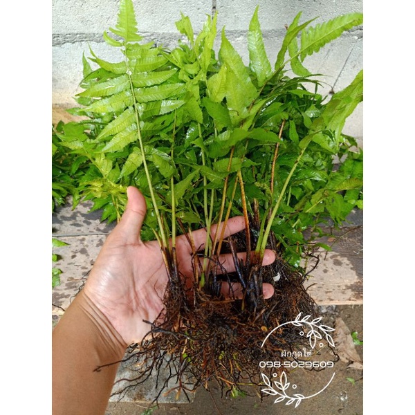 ผักกูดใต้ต้นละ4บาท ปลูกง่ายขยายพันธ์เร็ว