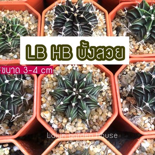 💙❗️LBHB ไม้เมล็ด ตรงปก หน้าเขียว บั้งสวย ชั้นถี่ ลุ้นดอทฟู ราคาเพียง 98฿ ❗️❗️ ขนาด 3-4 cm นะคะ💙💙