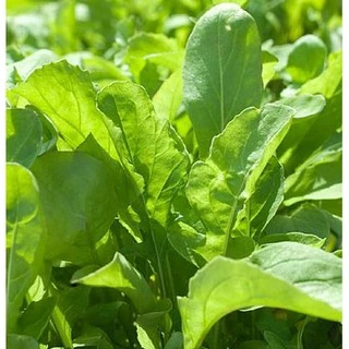 เมล็ดพันธุ์ ผักร็อคเก็ต Slow Bolt Arugula Seed บรรจุ 500 เมล็ด คุณภาพดี ของแท้ 100%