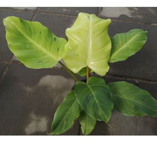 Philodendron snowdrif สโนวดิฟ ตัวใหม่ กระถาง 5นิ้ว