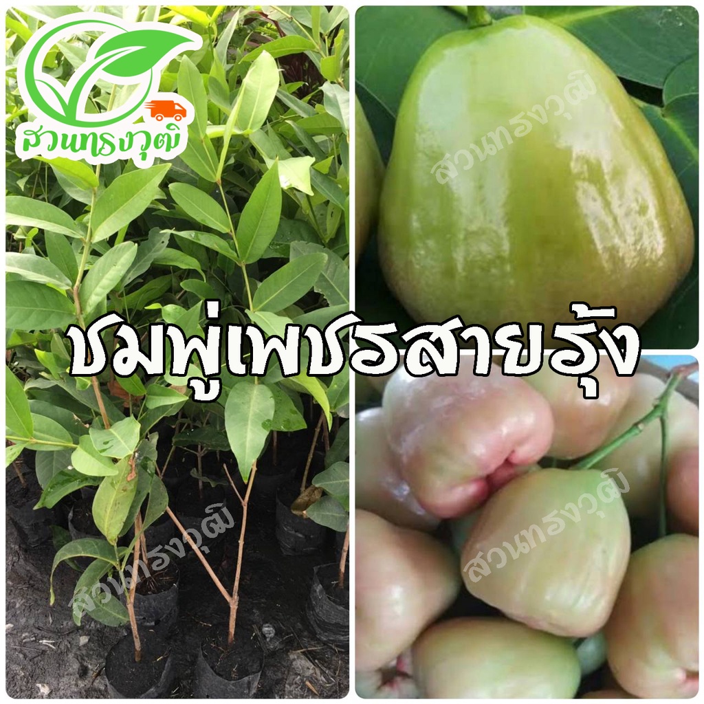 ชมพู่เพชรสายรุ้ง กิ่งตอนชำลงถุง แท้💯% สูงประมาณ60เซนติเมตร