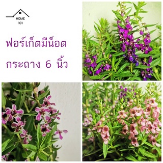 ฟอร์เก็ตมีน็อต forget me not ฟอร์เก็ตมีน็อต อย่าลืมฉัน มีดอกหลายสี ส่งพร้อมกระถาง 6 นิ้ว