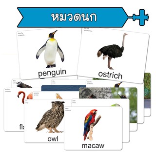 แฟลชการ์ด หมวดสายพันธุ์นก แนวการสอนเดียวกับ ชิจิดะ เฮกุรุ บัตรคำศัพท์  Flashcard