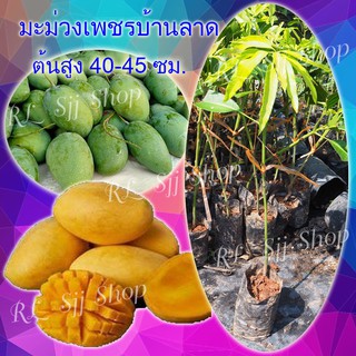 1 ต้น พันธุ์มะม่วงเพชรบ้านลาดมะม่วงโบราณหายาก สูงประมาณ 35-40 ซม.ต้นเสียบยอด พร้อมส่ง