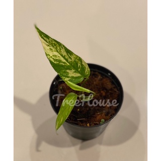 อิพิด่างเหลืองลายไฟ เบอร์ 1 (Epipremnum pinnatum yellow flame variegated no.1) กระถาง 4 นิ้ว