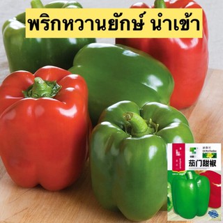 เมล็ดพริกหวานยักษ์ 50เมล็ด    Bell Pepper   เมล็ดนำเข้า  พันธุ์แท้100%  สายพันธุ์ OP